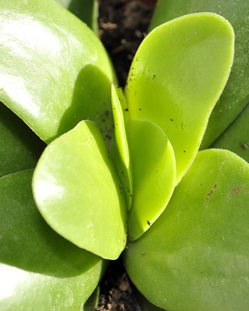 Crassula Perfoliata 'borracha'; Planta Suculenta Verde, Planta De Colección; Curiosarium; Diámetro Maceta 10,5 Cm