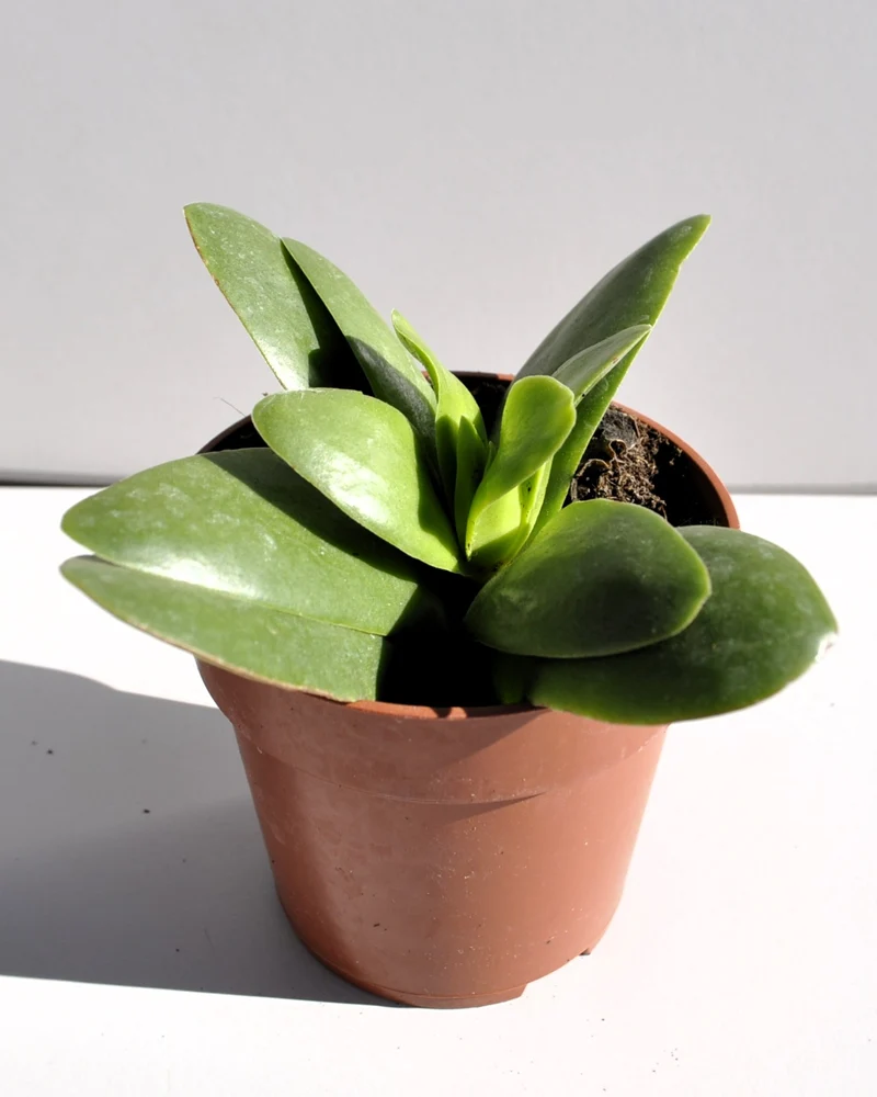 Crassula Perfoliata 'borracha'; Planta Suculenta Verde, Planta De Colección; Curiosarium; Diámetro Maceta 10,5 Cm
