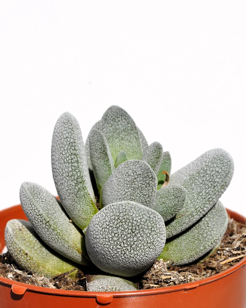 Crassula Tecta; Planta Suculenta "camuflada", Planta De Colección; Curiosarium; Diámetro Maceta 10,5 Cm