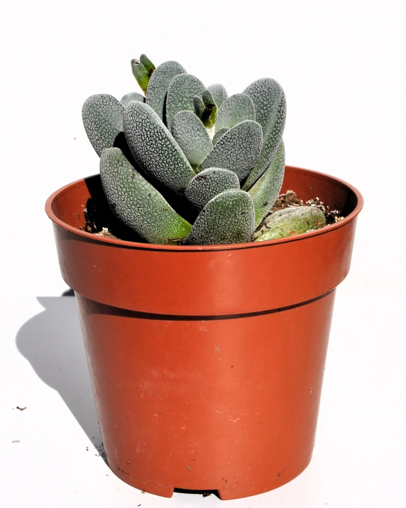 Crassula Tecta; Planta Suculenta "camuflada", Planta De Colección; Curiosarium; Diámetro Maceta 10,5 Cm