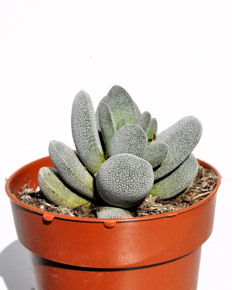 Crassula Tecta; Planta Suculenta "camuflada", Planta De Colección; Curiosarium; Diámetro Maceta 10,5 Cm