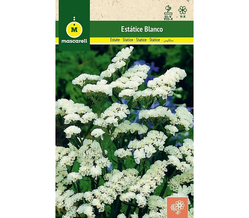Semillas Estatice Sinuata Blanco