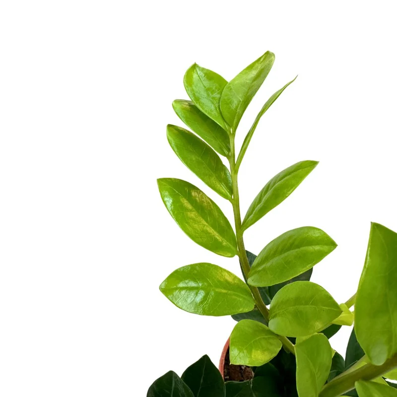 Zamioculcas Planta De Interior Resistente A La Poca Luz (zamioculcas Zamiifolia) Maceta 17cm