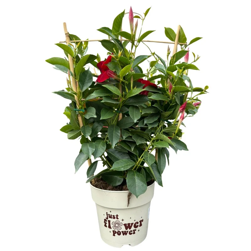 Dipladenia Espaldera O Piramidal Planta Con Flor De Exterior Maceta De 17cm