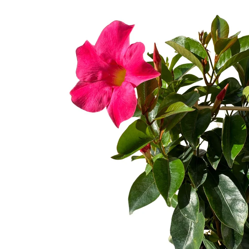 Dipladenia Espaldera O Piramidal Planta Con Flor De Exterior Maceta De 17cm