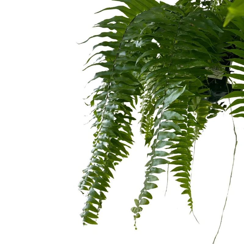 Helecho Macho Planta De Sombra O Interior Maceta De 23cm