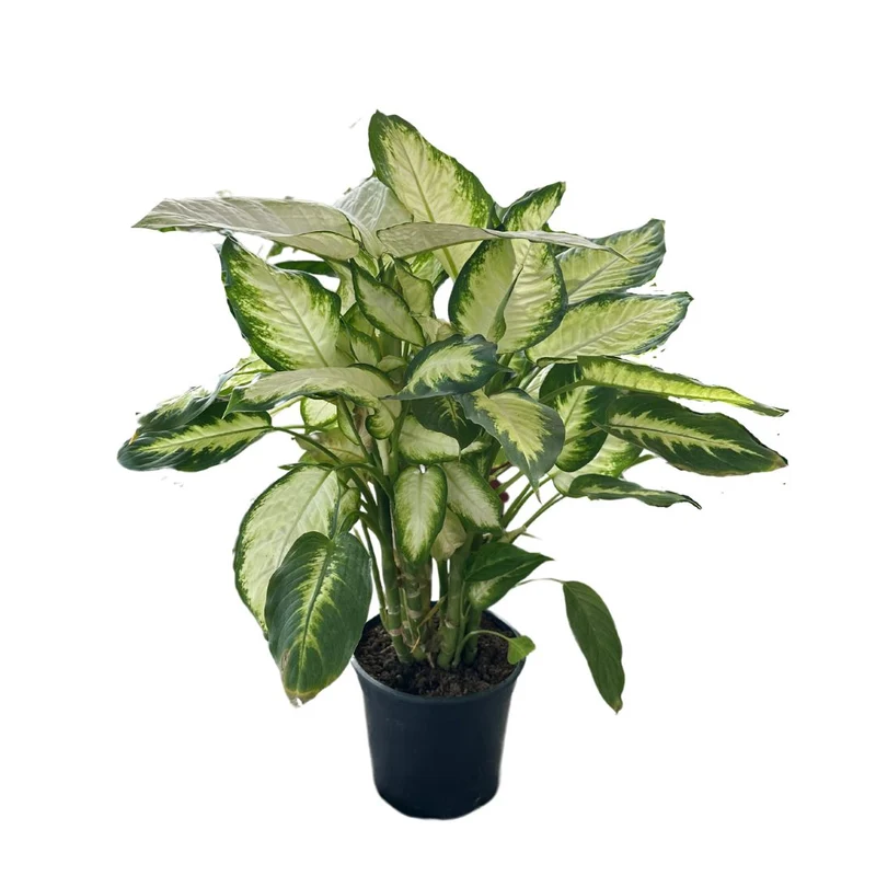 Dieffenbachia Camila M17 Maceta 17cm