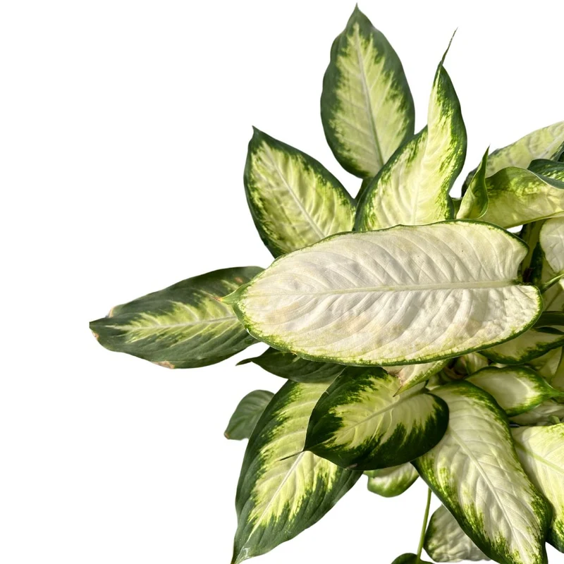 Dieffenbachia Camila M17 Maceta 17cm