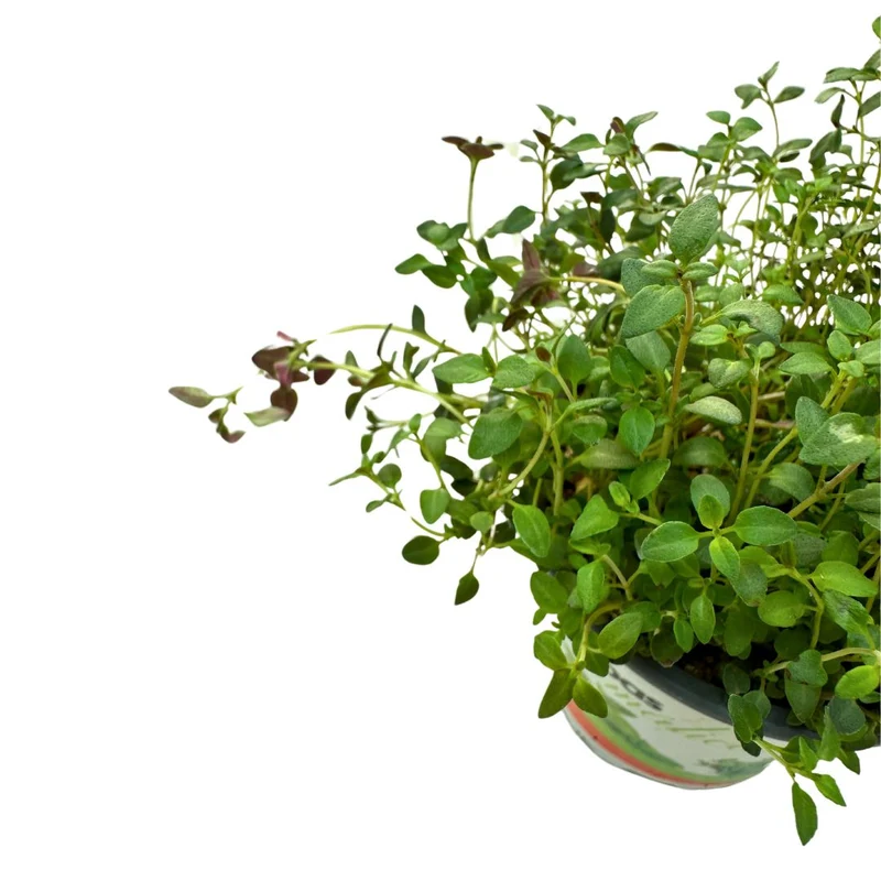 Tomillo Planta Aromática Y Medicinal (thymus Vulgaris) Maceta 14cm