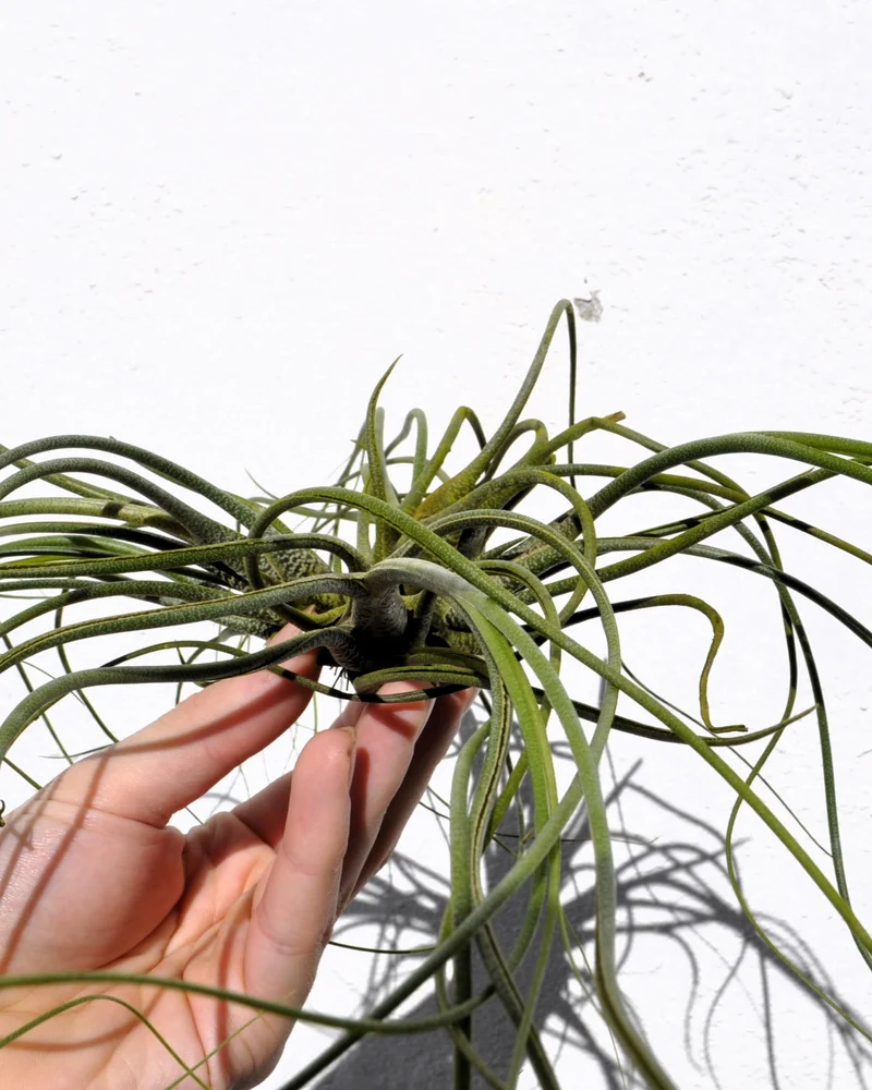 Tillandsia butzii "clump"; planta del aire, mata de plantas; Curiosarium; altura 10-15 cm, diámetro 30-50 cm