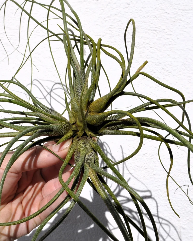 Tillandsia butzii "clump"; planta del aire, mata de plantas; Curiosarium; altura 10-15 cm, diámetro 30-50 cm