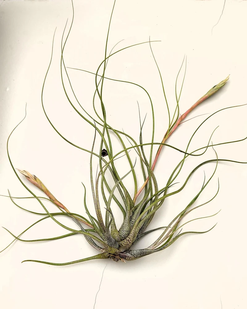 Tillandsia butzii "clump"; planta del aire, mata de plantas; Curiosarium; altura 10-15 cm, diámetro 30-50 cm