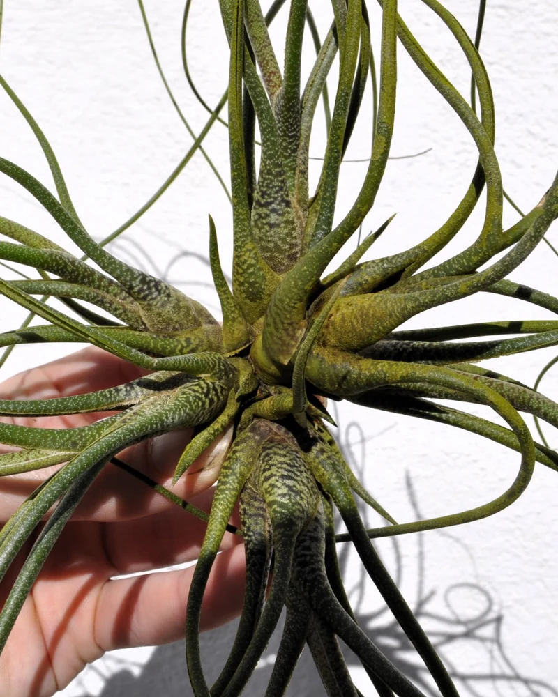 Tillandsia butzii "clump"; planta del aire, mata de plantas; Curiosarium; altura 10-15 cm, diámetro 30-50 cm