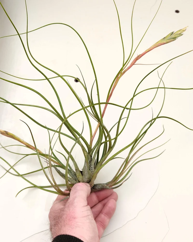 Tillandsia butzii "clump"; planta del aire, mata de plantas; Curiosarium; altura 10-15 cm, diámetro 30-50 cm