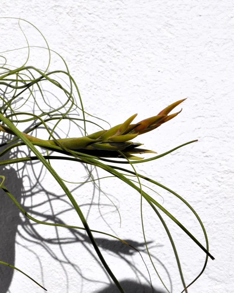 Tillandsia butzii "clump"; planta del aire, mata de plantas; Curiosarium; altura 10-15 cm, diámetro 30-50 cm