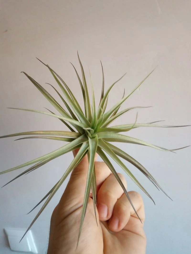 Tillandsia Aeranthos Clavel Del Aire Planta Aerea