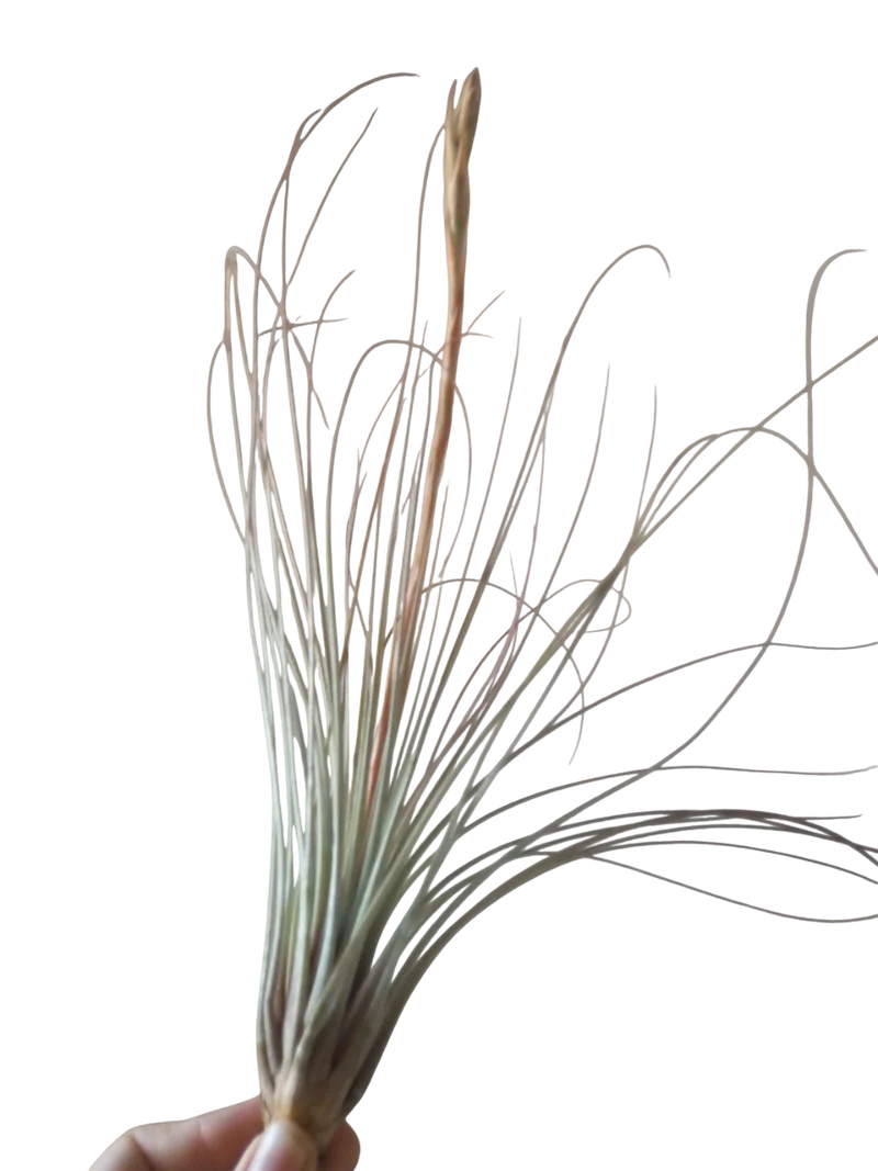 Tillandsia Juncea Clavel Del Aire Tillandsias