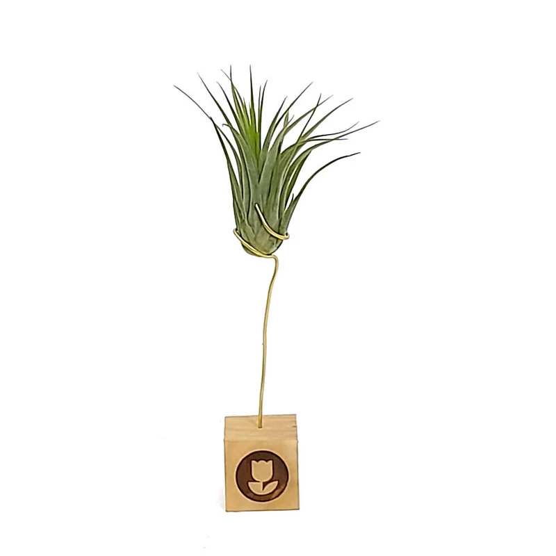 Tillandsia Ionantha V.ionantha 6cm Alto X 10cm Ancho