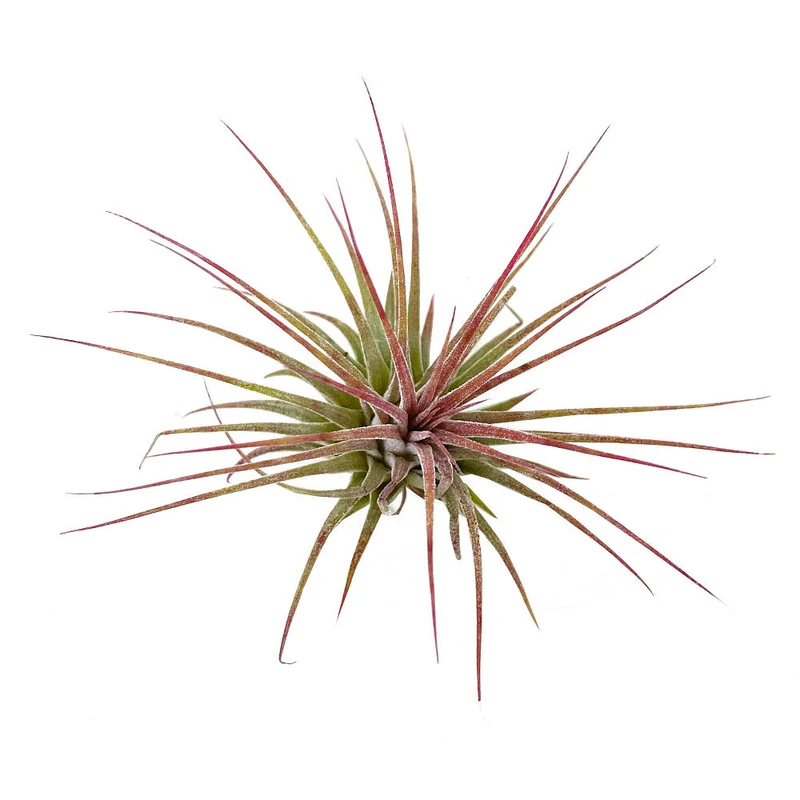 Tillandsia Ionantha V.ionantha 6cm Alto X 10cm Ancho