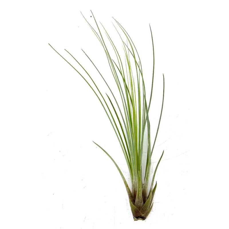 Tillandsia Juncifolia 20cm Alto X 10cm Ancho