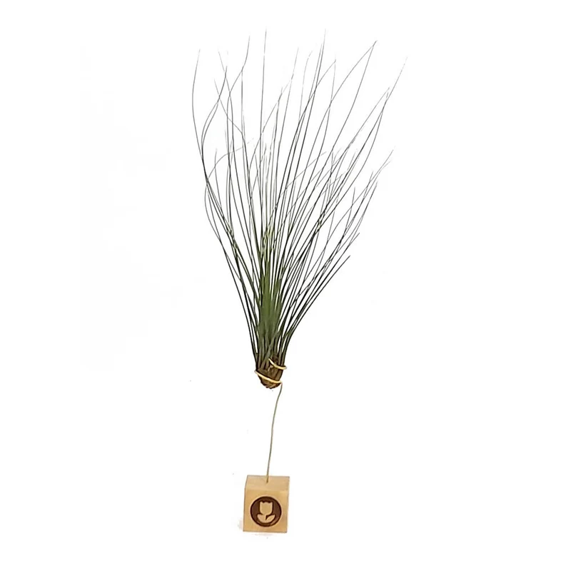 Tillandsia Juncifolia 20cm Alto X 10cm Ancho