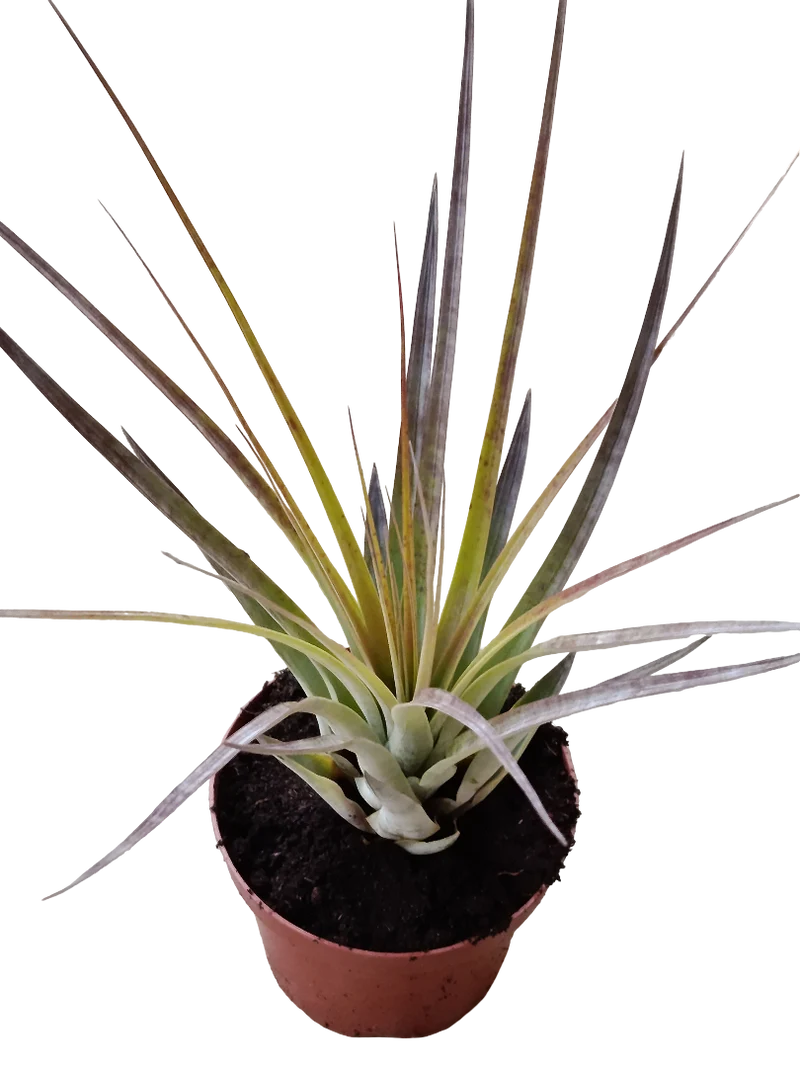 Tillandsia Fasciculata Grande 20 Cms Planta