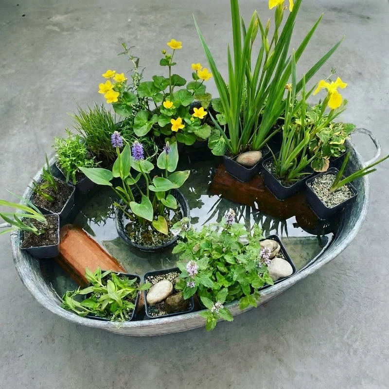 Set Sorpresa Plantas Estanque - 12 Plantas Resistentes Con Cestas