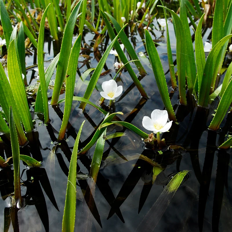 Estratiote Stratiotes Aloides Estanque - 5 Uds Planta Oxigenante Flotante