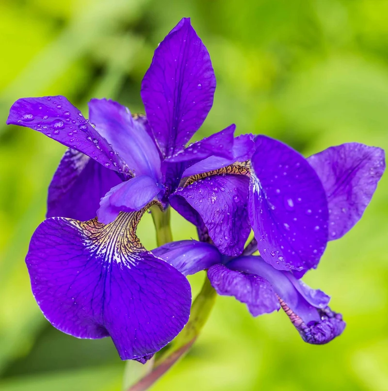 Lirio Azul Iris Kaempferi Planta Estanque - Set 4 Plantas Con Cesta Y Sustrato