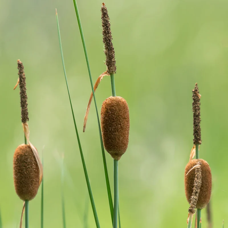 Espadaña Enana Typha Minima Planta Estanque - Set 4 Plantas Con Cesta Sustrato
