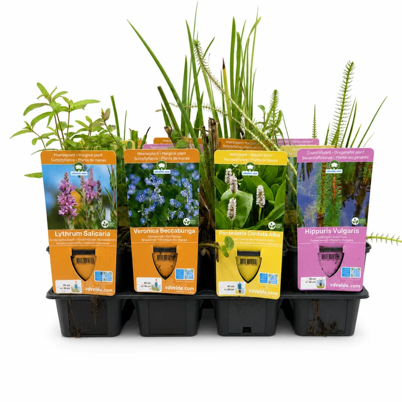 Set Sorpresa Plantas Estanque - 12 Plantas Incl. Nenúfar Blanco