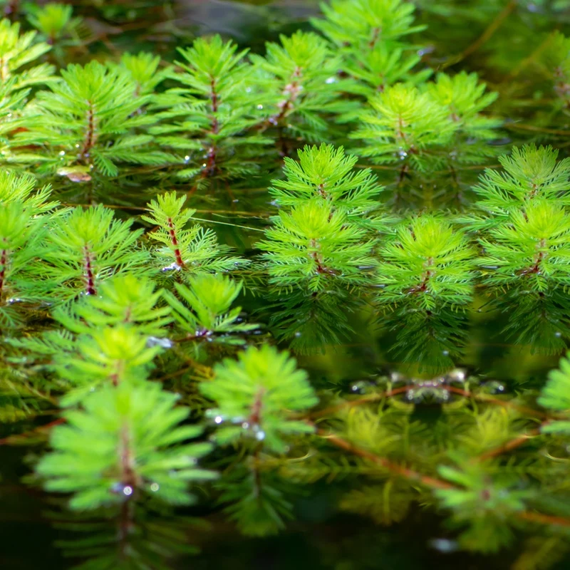 Milhojas Myriophyllum Rubricaule Estanque - Set 4 Plantas Con Cesta Y Sustrato