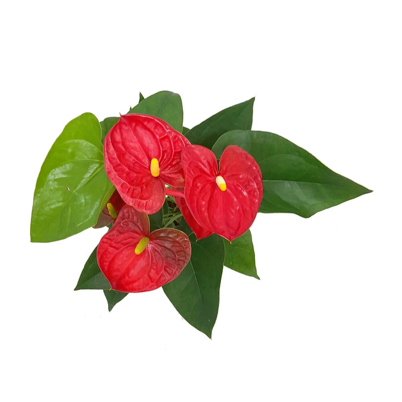 Anthurium Andreanum M12 50cm