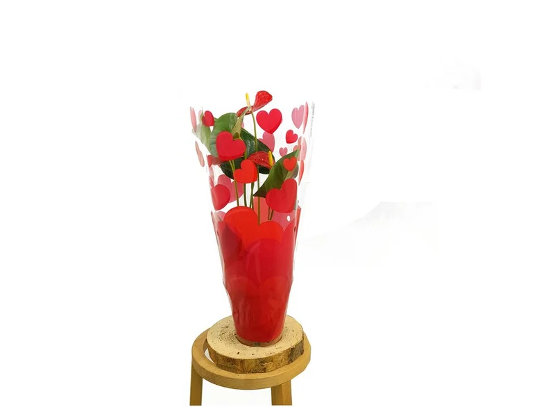 Anthurium Andreanum M12 50cm