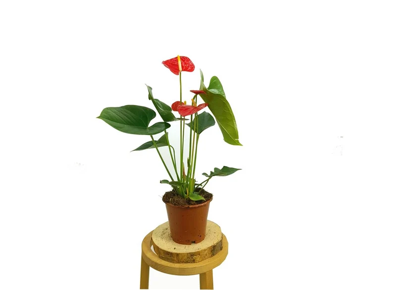 Anthurium Andreanum M12 50cm