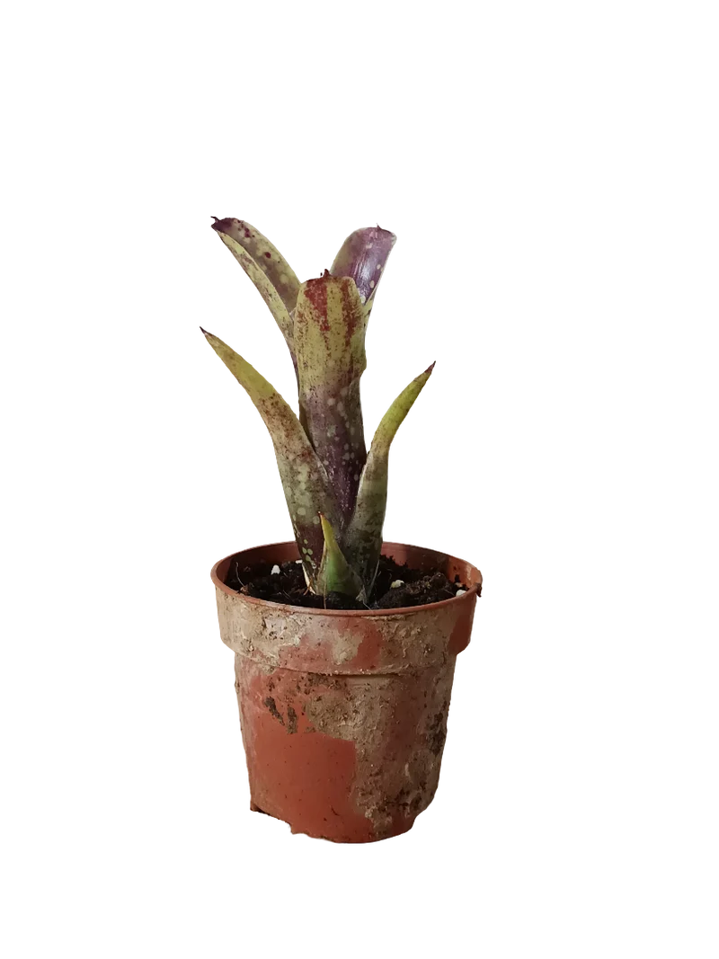 Neoregelia Domino Planta Bromelia Para Terrarios E Inteior