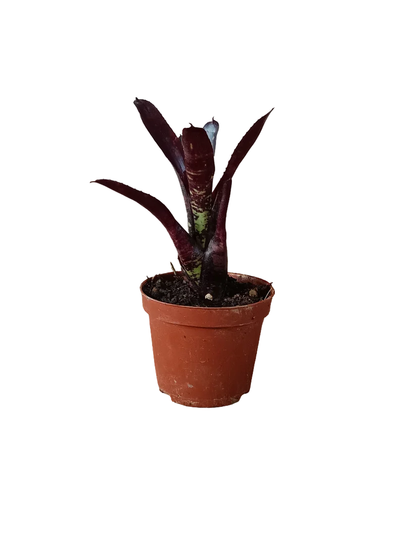 Neoregelia Dungsiana X Midnight Planta Bromelia Para Terrarios E Inteior