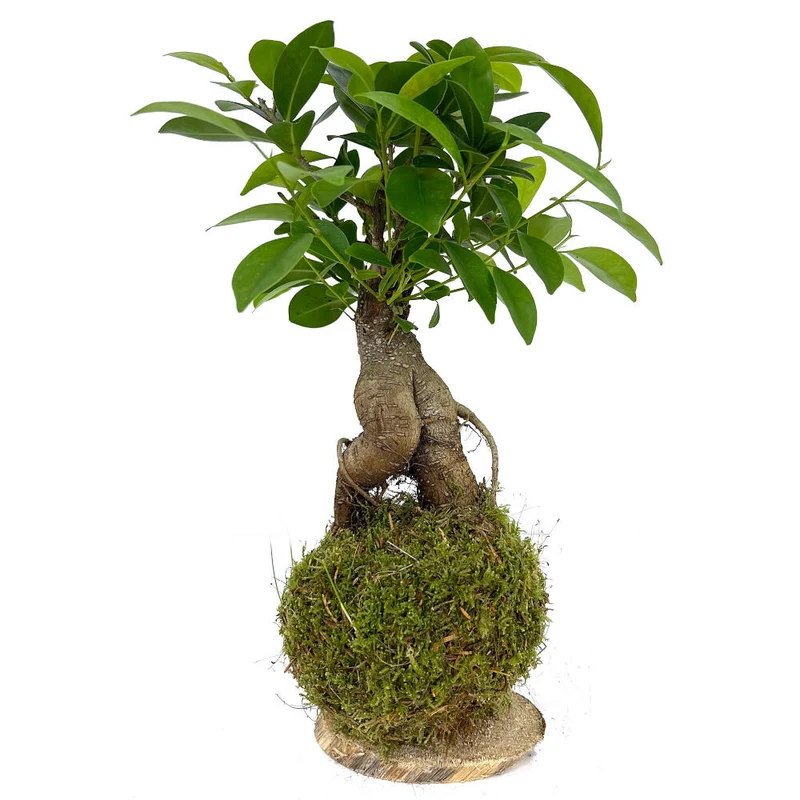 Kokedama Ficus Ginseng 30cm