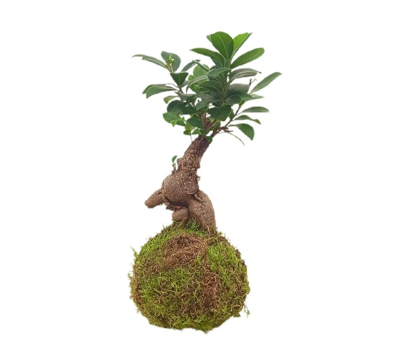 Kokedama Ficus Ginseng 30cm