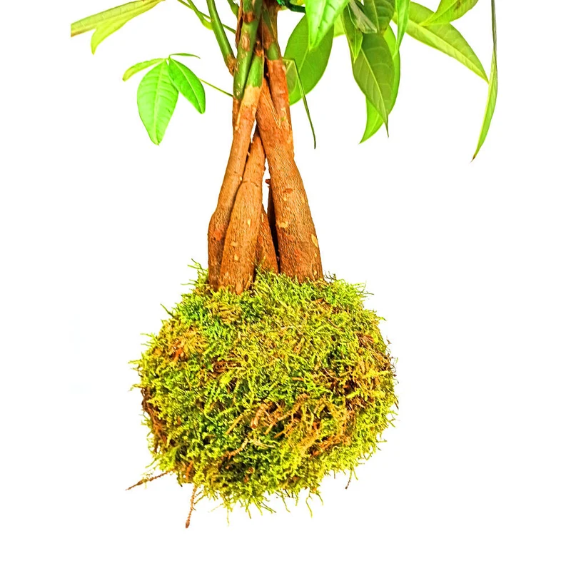 Kokedama Colgante De Pachira 40cm
