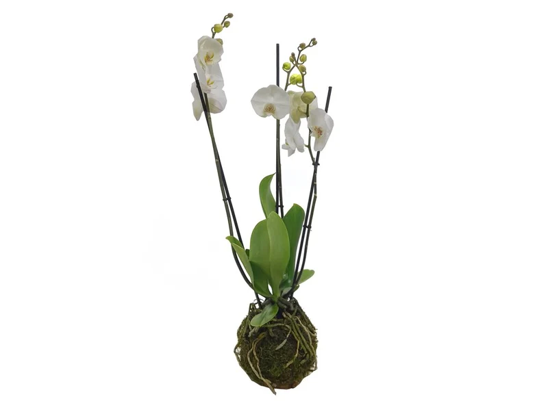 Kokedama Phalaenopsis Blanca 3 Tallos 70cm