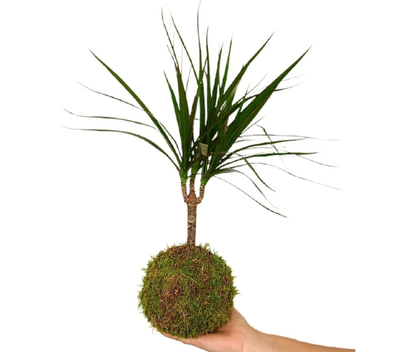 Kokedama Dracena Marginata 35cm