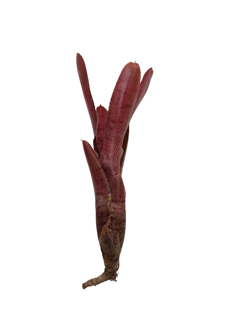 Neoregelia Punctatissima Rubra Hybrida Planta De Interior Y Terrario