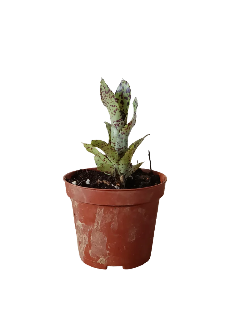 Neoregelia Small Fry Planta Bromelia Para Terrarios E Inteior