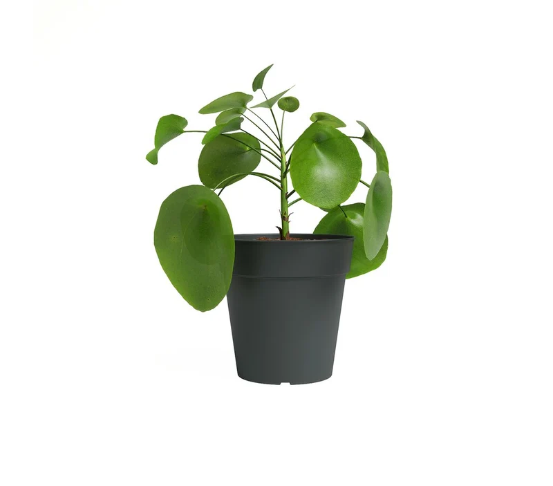 Artevasi Macetero Antracita Madagascar 15 Cm De Plástico Reciclad