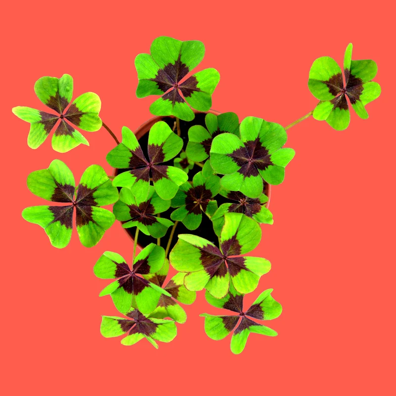 Buena Suerte – Kit Cultivo Trébol de 4 Hojas (Oxalis Deppei), Amuleto Natural - Resetea