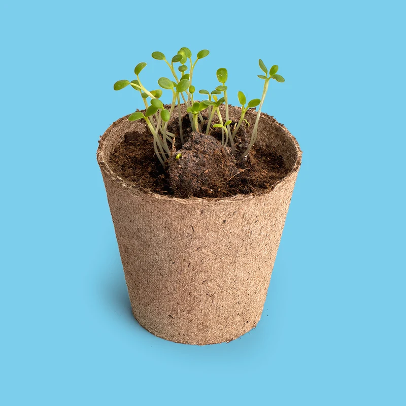 Salvemos a las Abejas – Kit Flores Melíferas con Bomba de Semillas, Regalo Educativo - Resetea