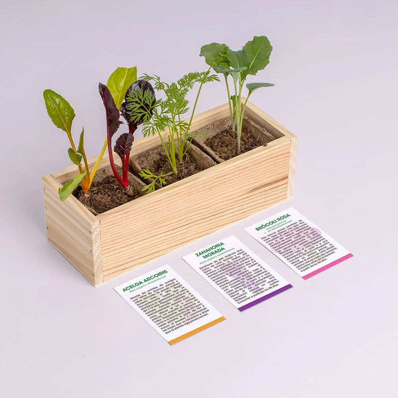 Mini Huerto Hortalizas Extrañas Acelga Arcoíris, Zanahoria Morada y Brócoli Rosa - Resetea