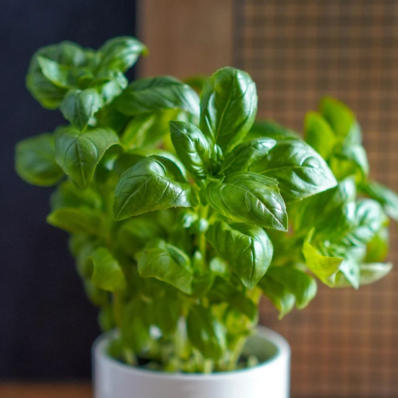Mini Huerto Hierbas Aromáticas Perejil, Albahaca y Cilantro | Kit Fácil - Resetea
