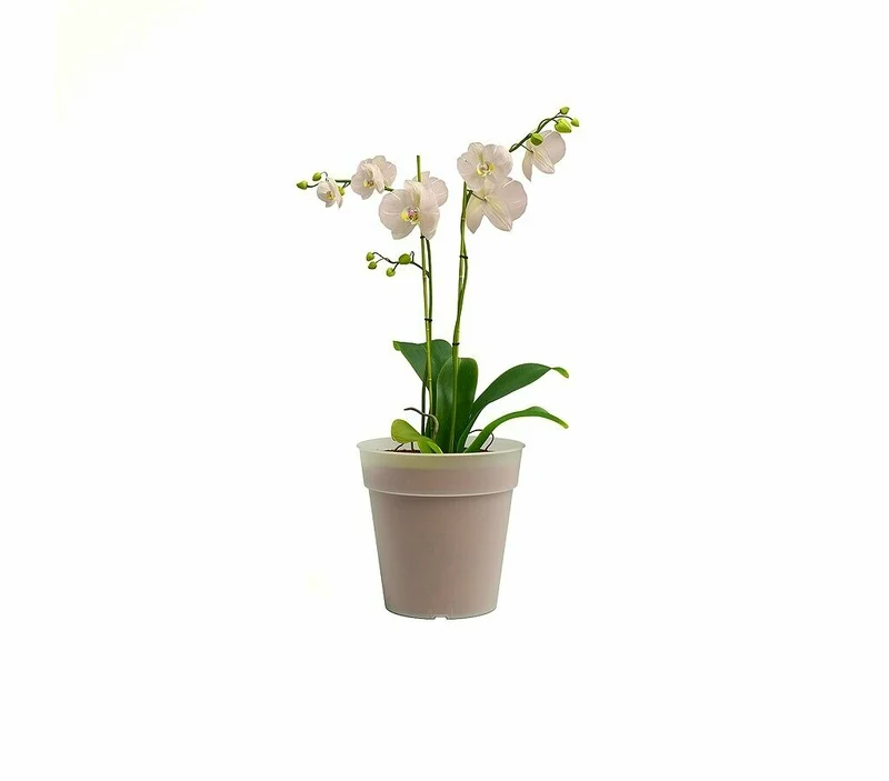 Artevasi Macetero Madagascar Orquídea 19 Cm De Plástico Reciclado